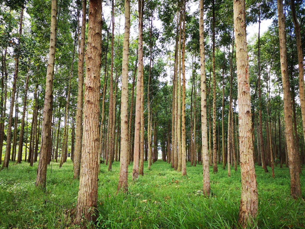 Eucalyptus Pellita - Vista 3